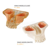 Sinus Model #HL-60040