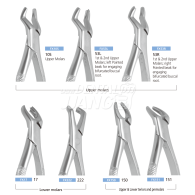 Extraction Forcep