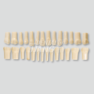 Melamin 28 teeth set #HL-60600