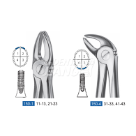 Dental Forcep 150