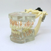 Transparent Model DM 102 #HL-60102