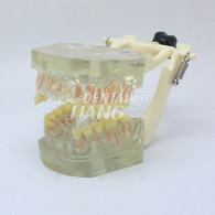 Transparent Model DM 105 #HL-60105