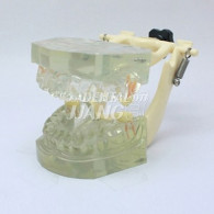 Transparent Model DM 107 #HL-60107